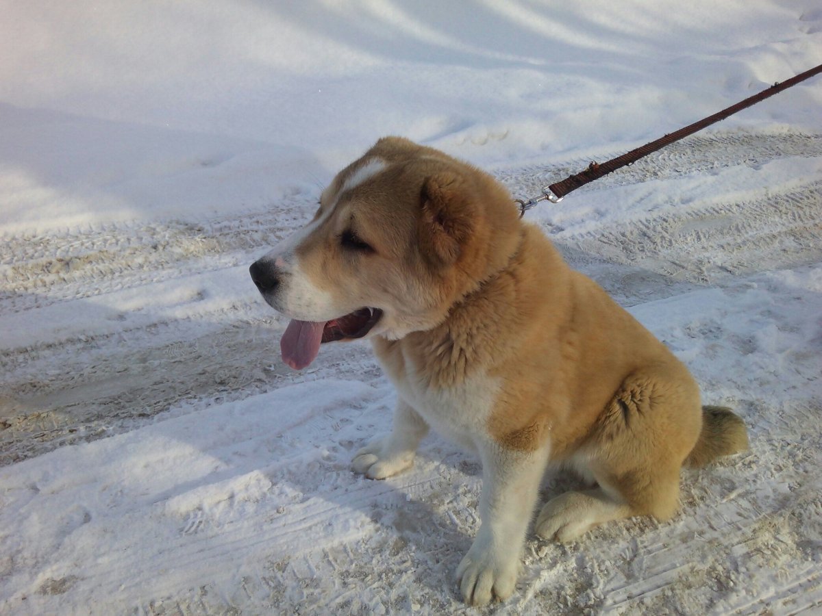 Помесь алабая