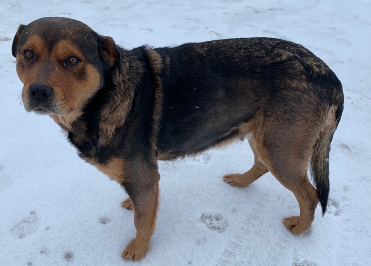 Метис ротвейлера и дворняги