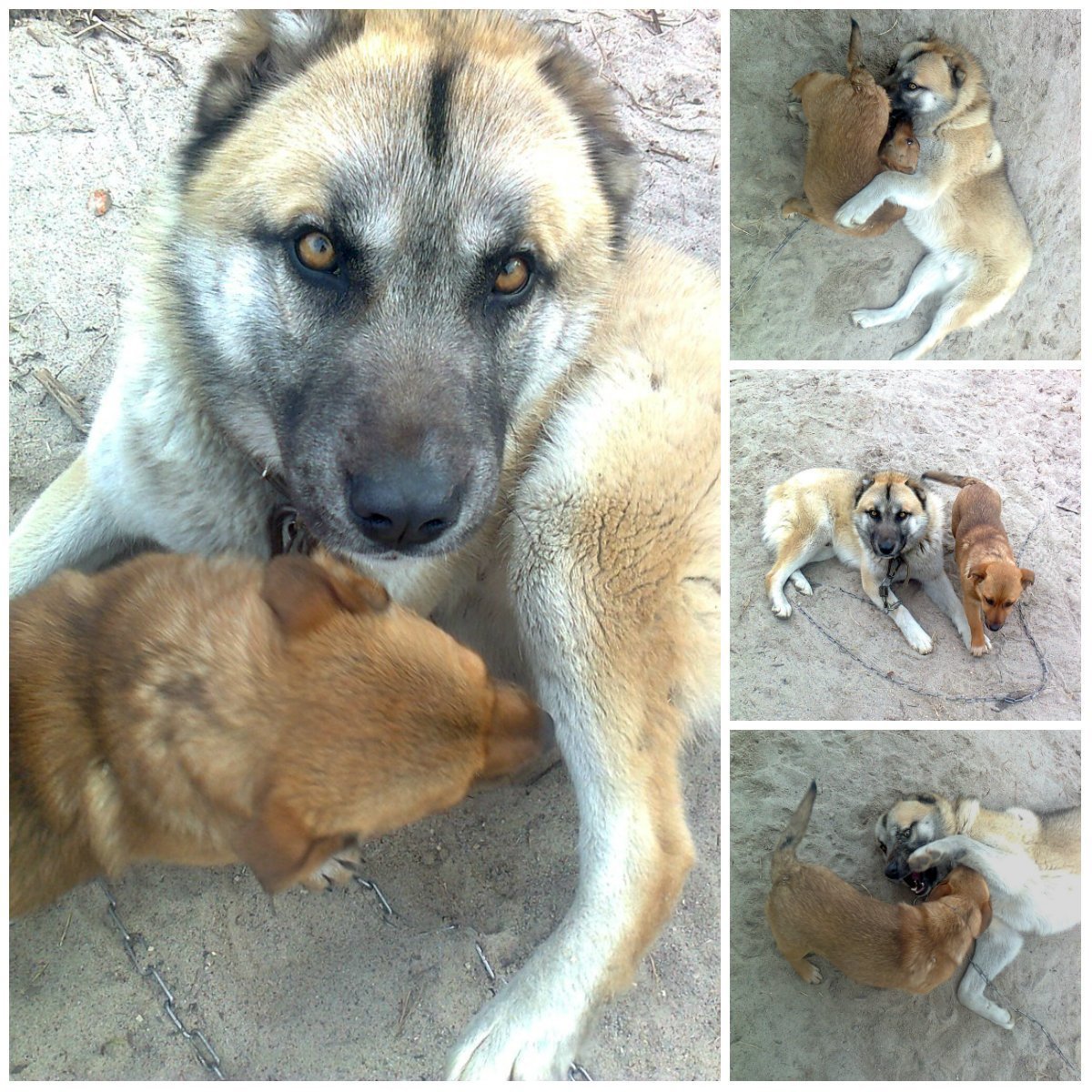 Алабай с дворняжкой