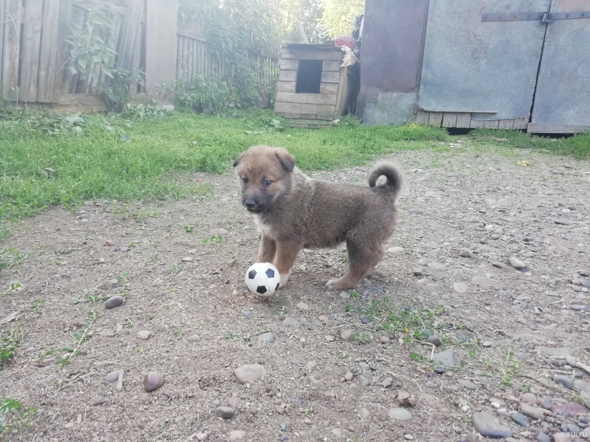 Метис алабая и лайки