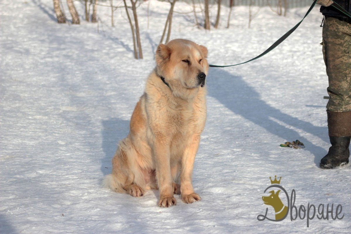 Метис алабая и дворняги