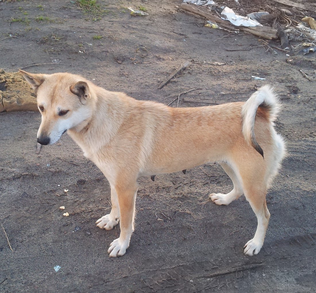 Лайка дворняжка