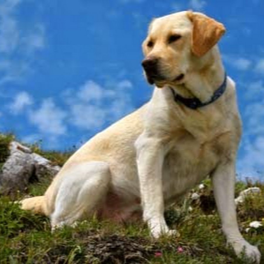Воротник для лабрадора