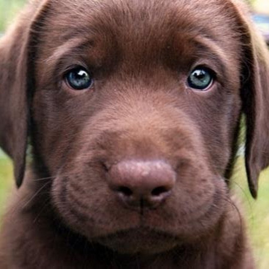 Лабрадор ретривер