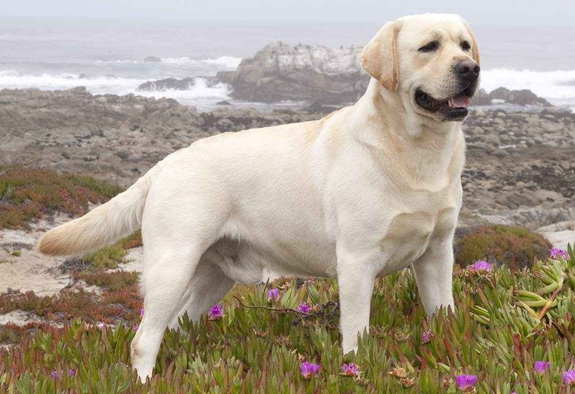 Американский лабрадор ретривер