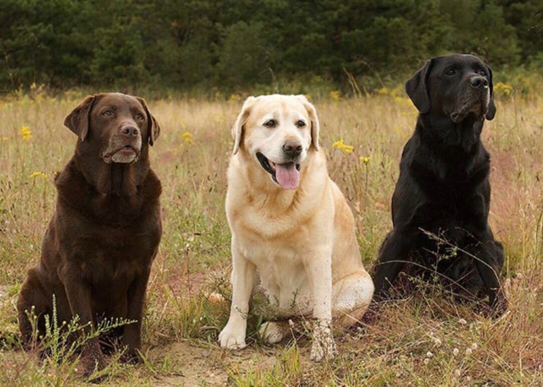 Европейский лабрадор