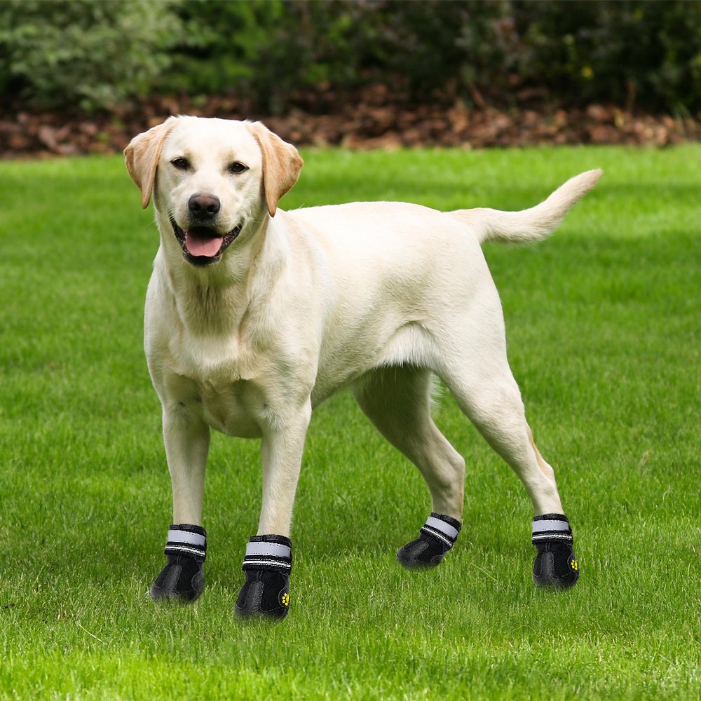 Много лабрадоров