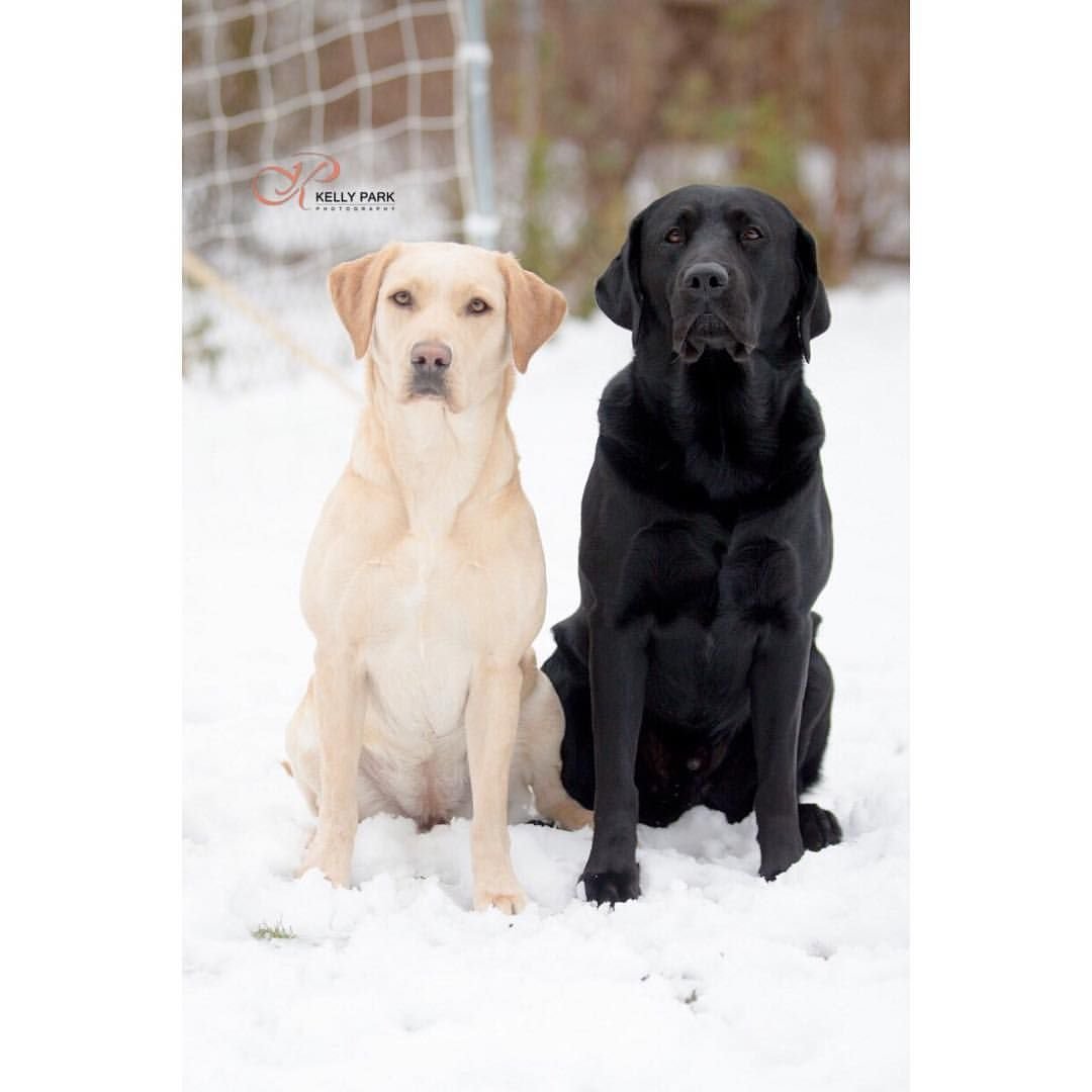 Лабрадор ретривер купированный