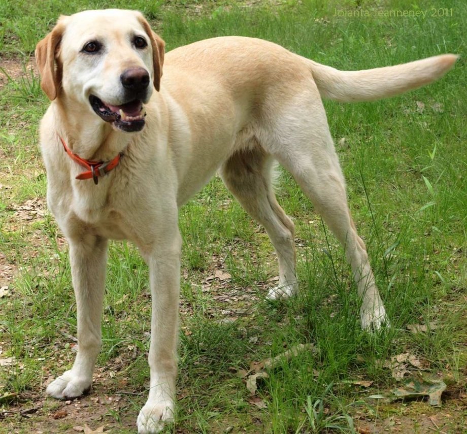 Лабрадор ретривер с семьей