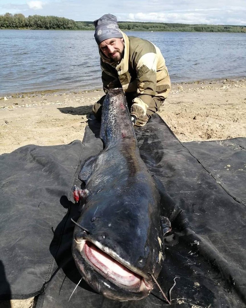 Европейский сом людоед
