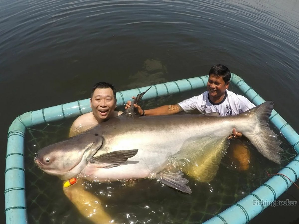 Гигантский сом Меконга