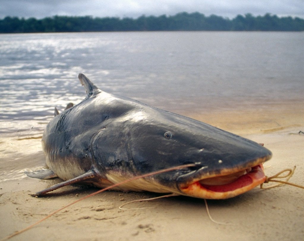 Меконгский сом