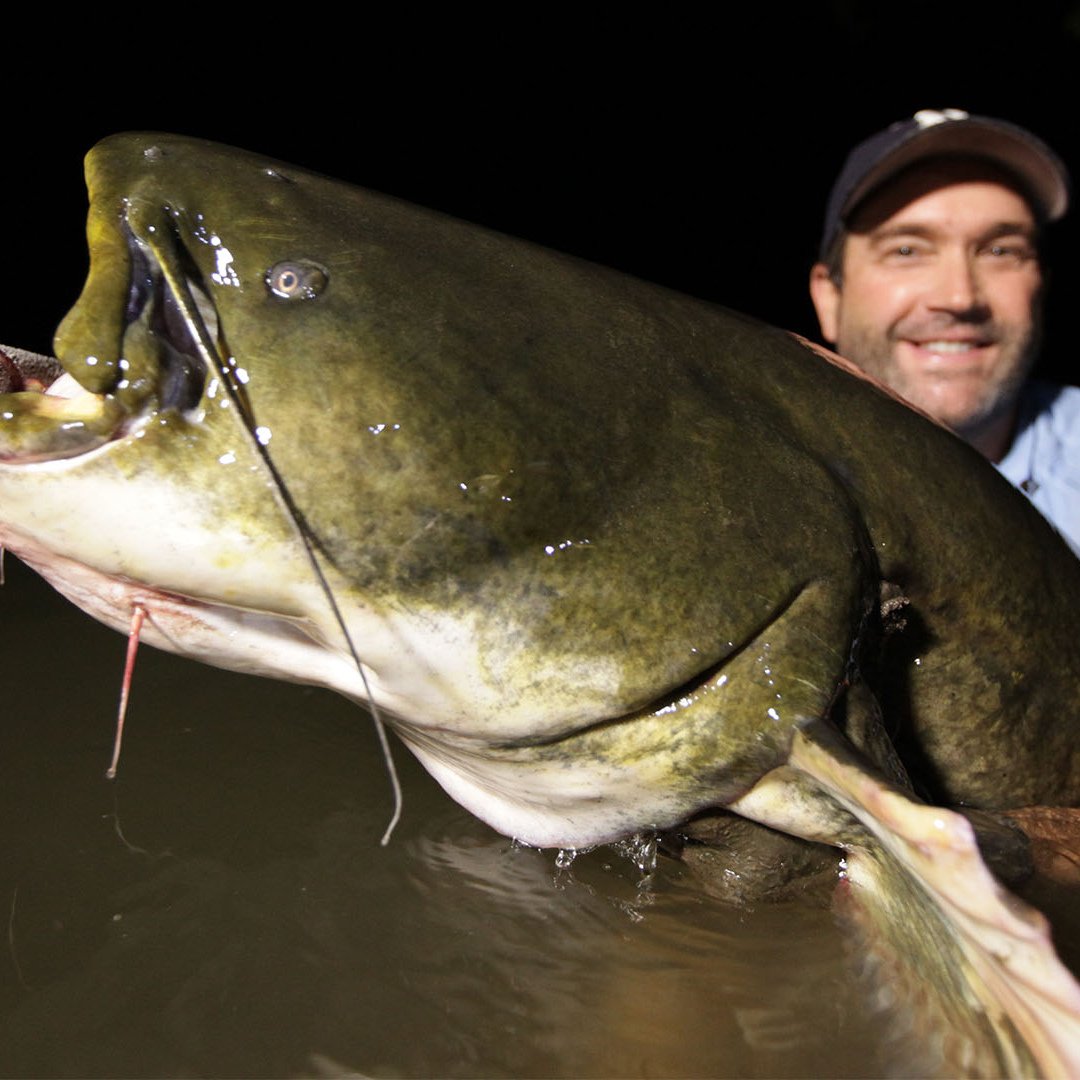 Mekong giant Catfish