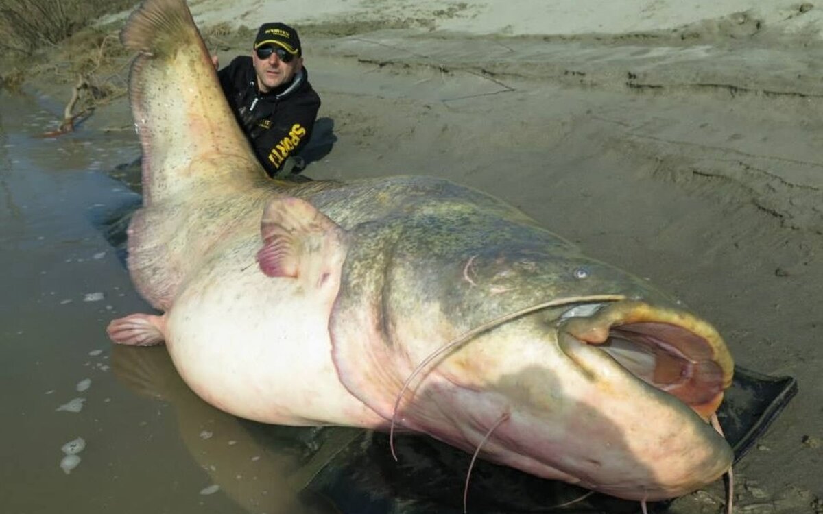 Речные монстры пираиба