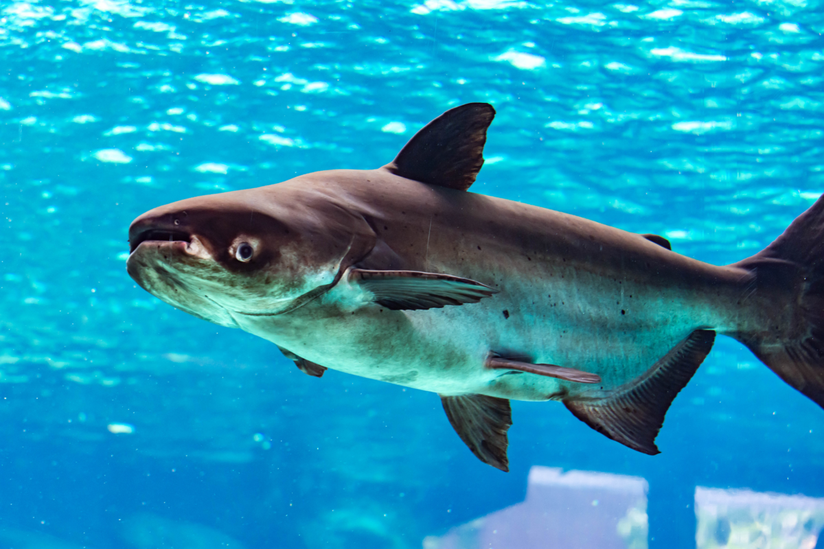 Самый большой сом в мире