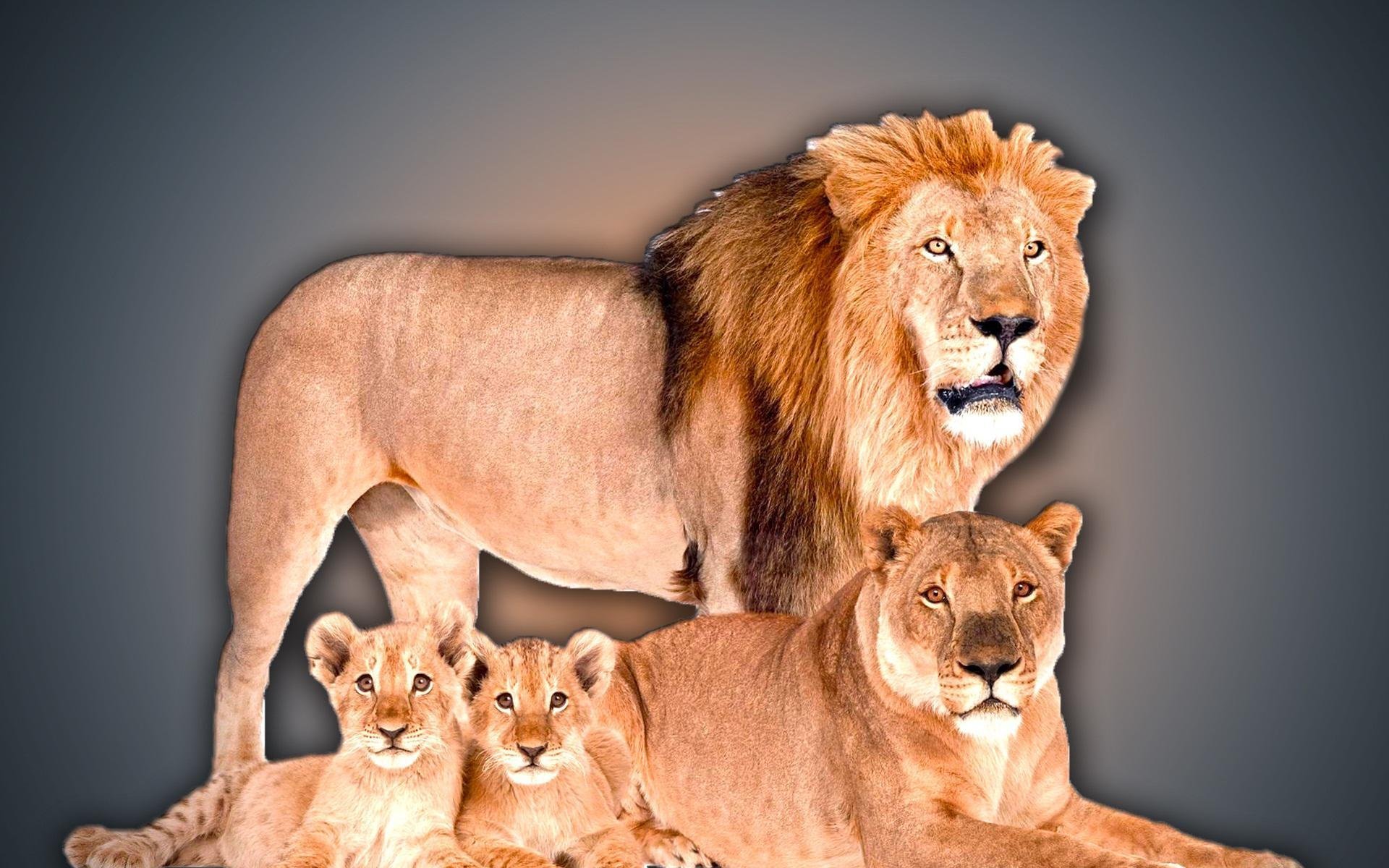 Лев какое семейство. Прайд Львов семья. Лев львица и Львенок семья. Лев львица и 2 львенка. Лев львица три львенка семья.