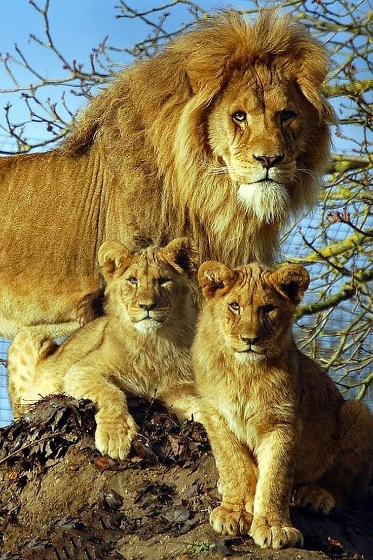 Лев львица и 2 львенка. Львиный Прайд. Лев львица и Львенок семья. Лев львица и 4 львенка.