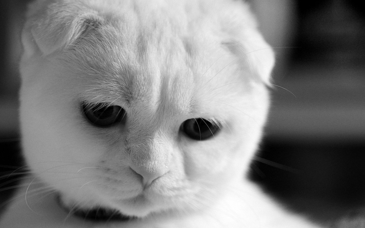 Шотландская вислоухая кошка черно белая