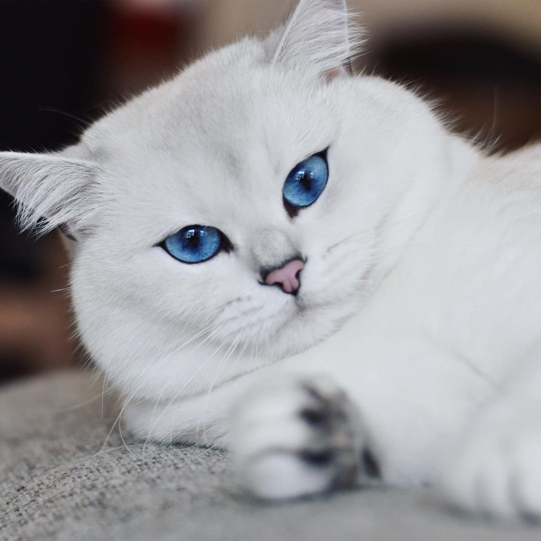 Серебристая шиншилла голубоглазая