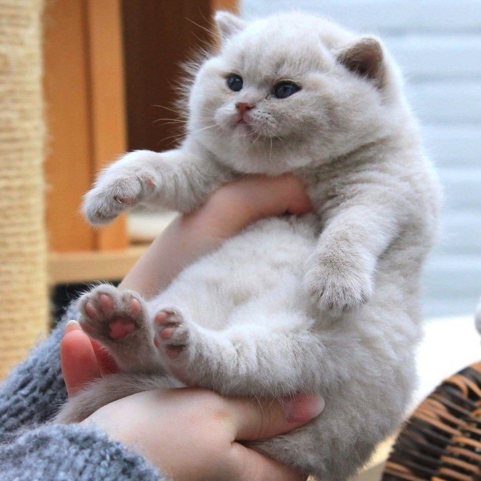 Пухлый котенок