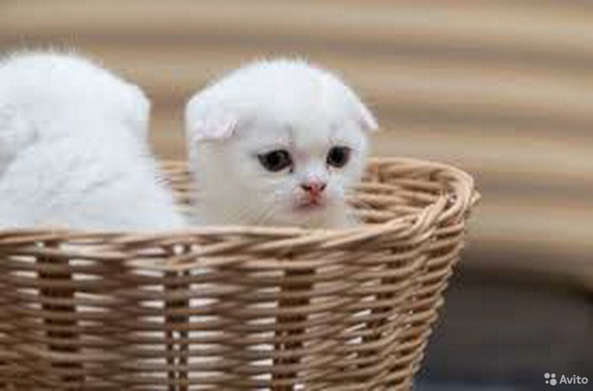 Белый вислоухий котенок в корзинке
