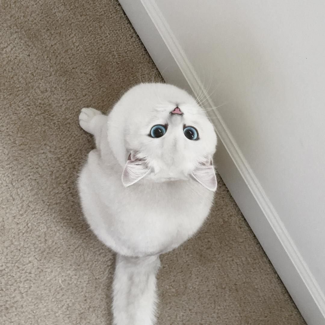 Коби кот вислоухий