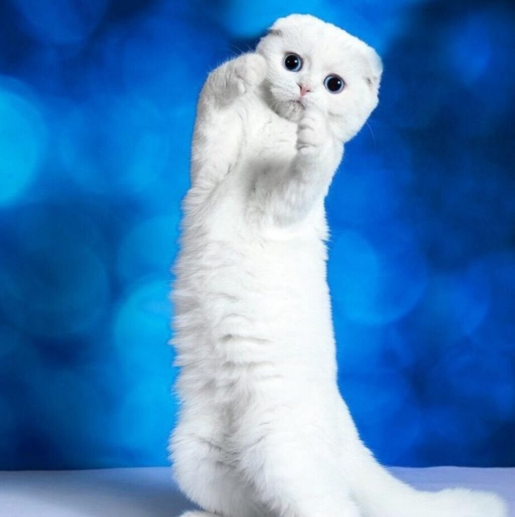 Скоттиш фолд белый