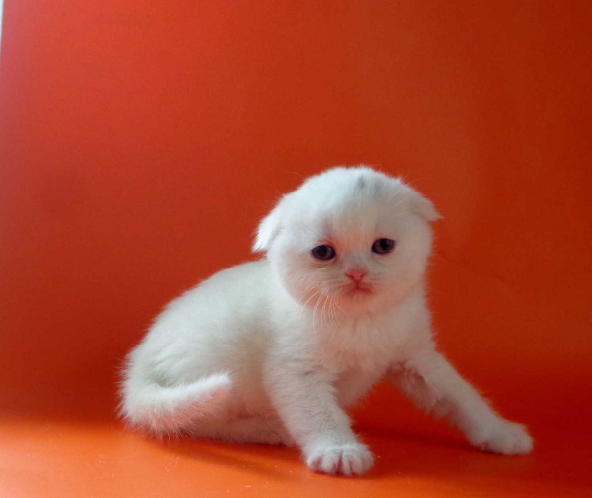 Шотландский вислоухий кот белый