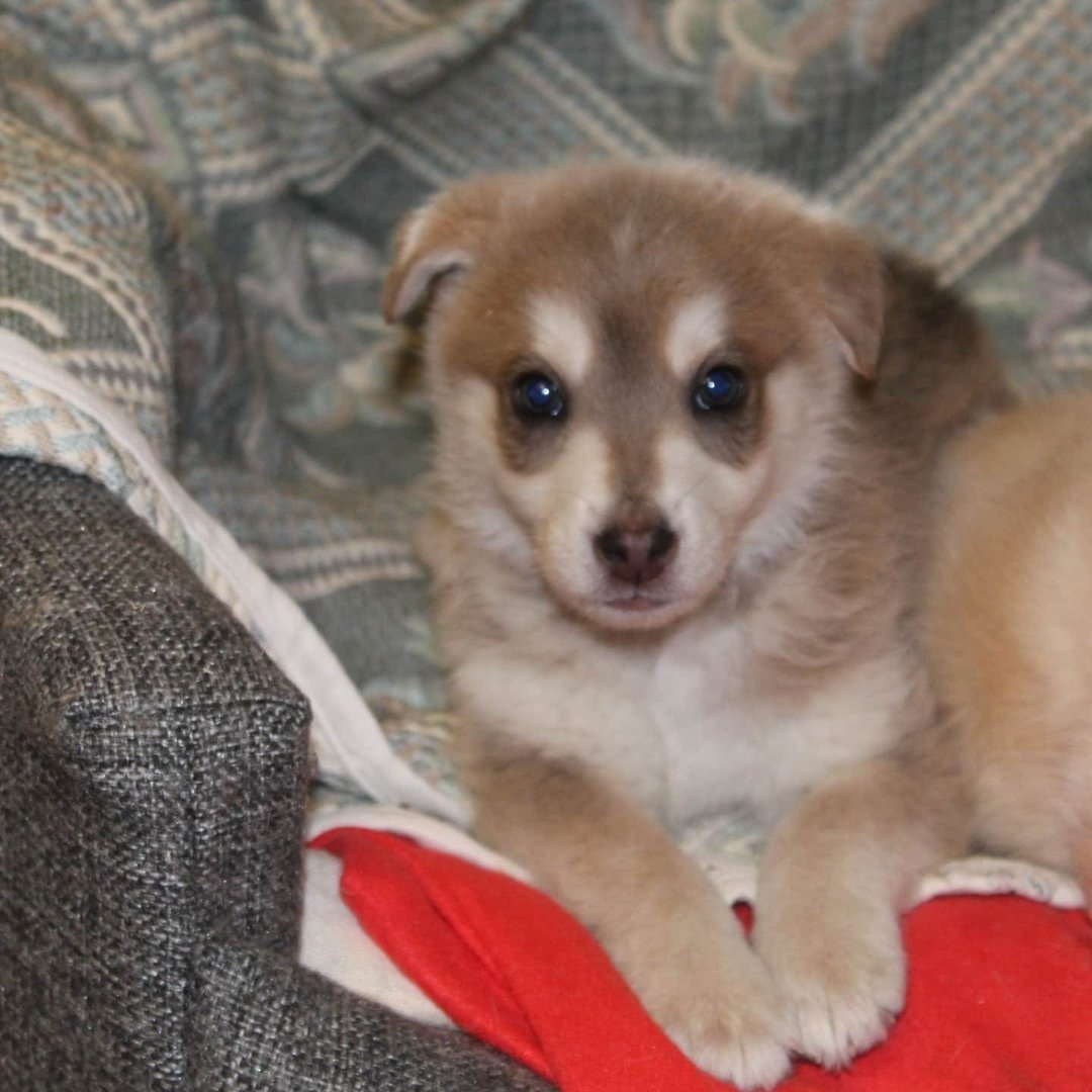 Пекинес дворняжка