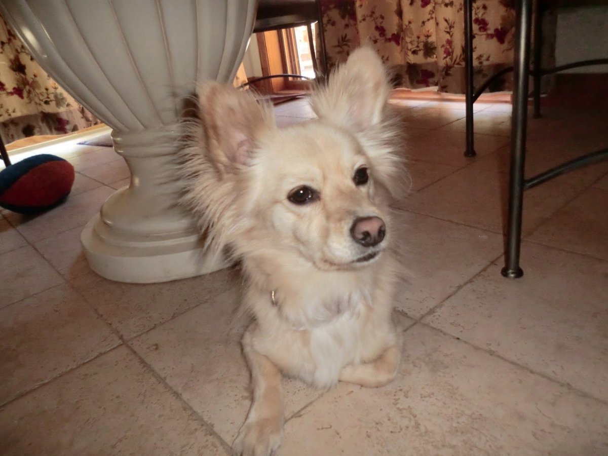 Метис хаски и Голден ретривера