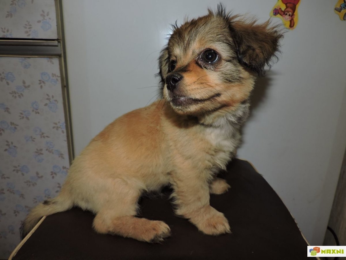 Папильон пинчер метис