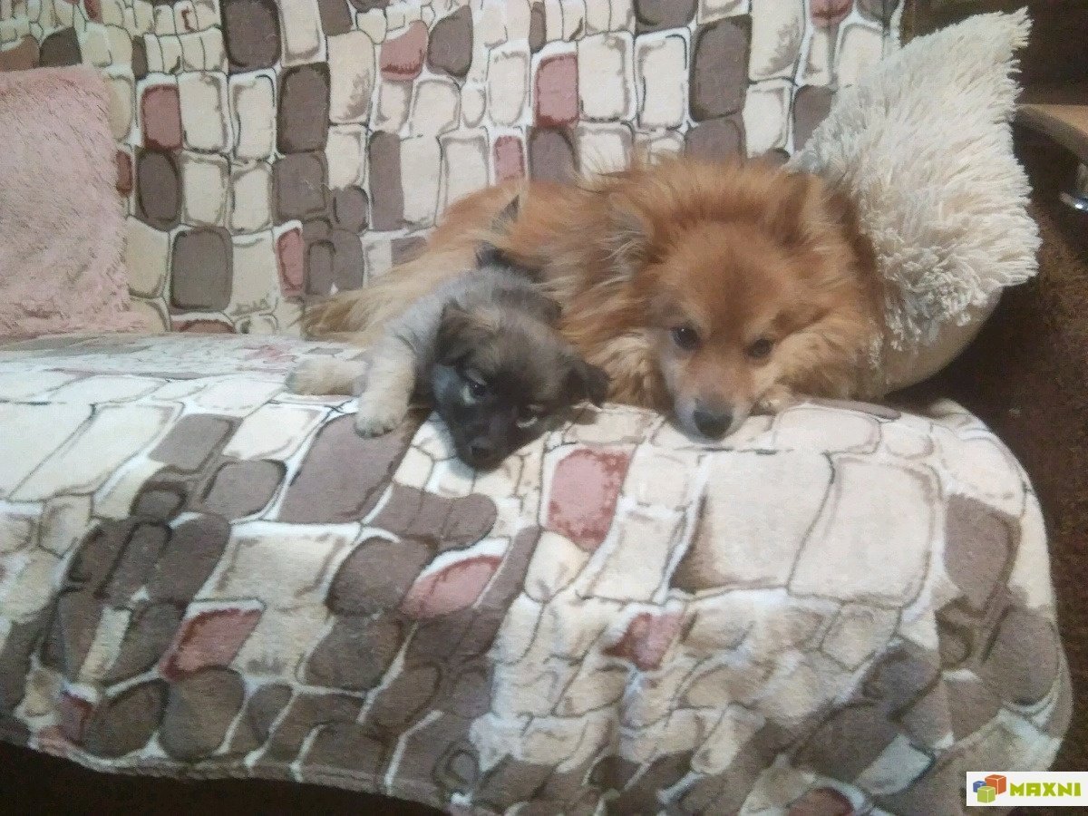 Шпиц дворняжка