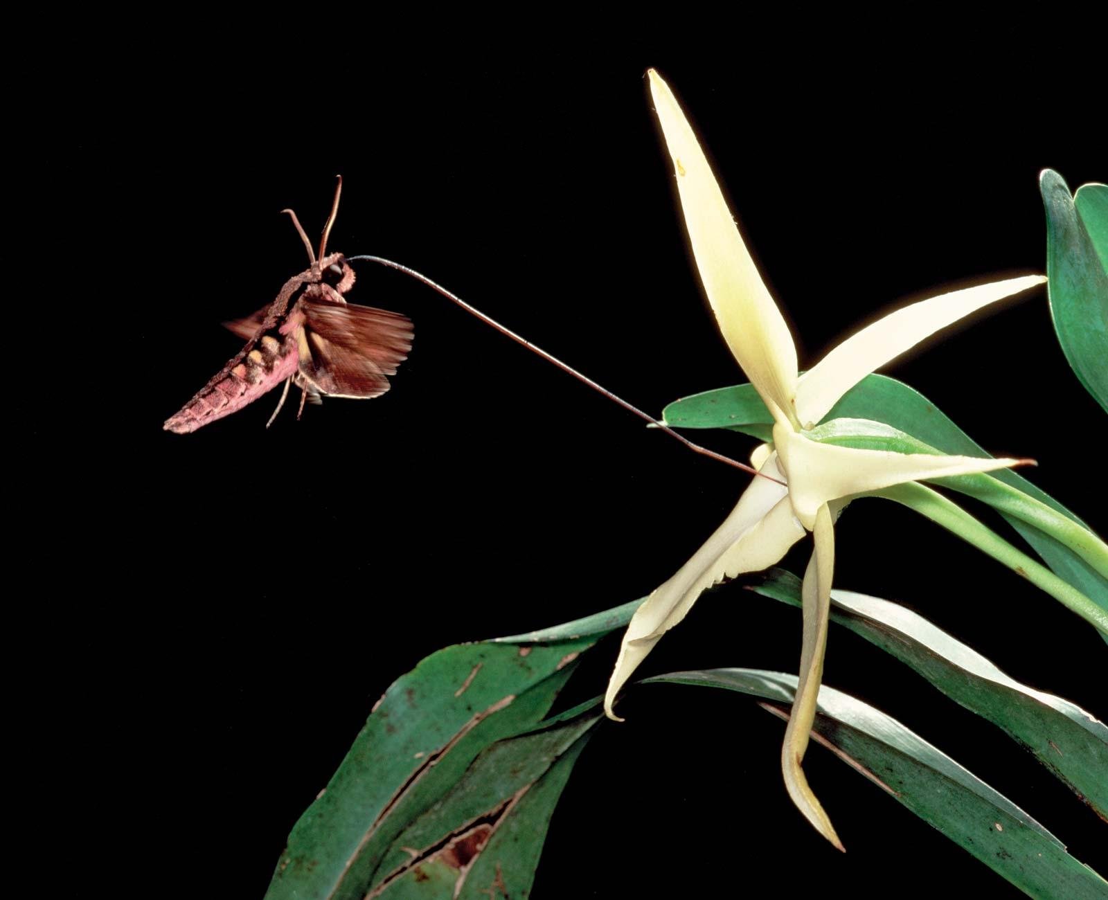 Виды насекомых в орхидеях. Xanthopan morganii. Бабочка мадагаскарский Бражник. Бражник ксантопан Моргана. Бражник Моргана бабочка.
