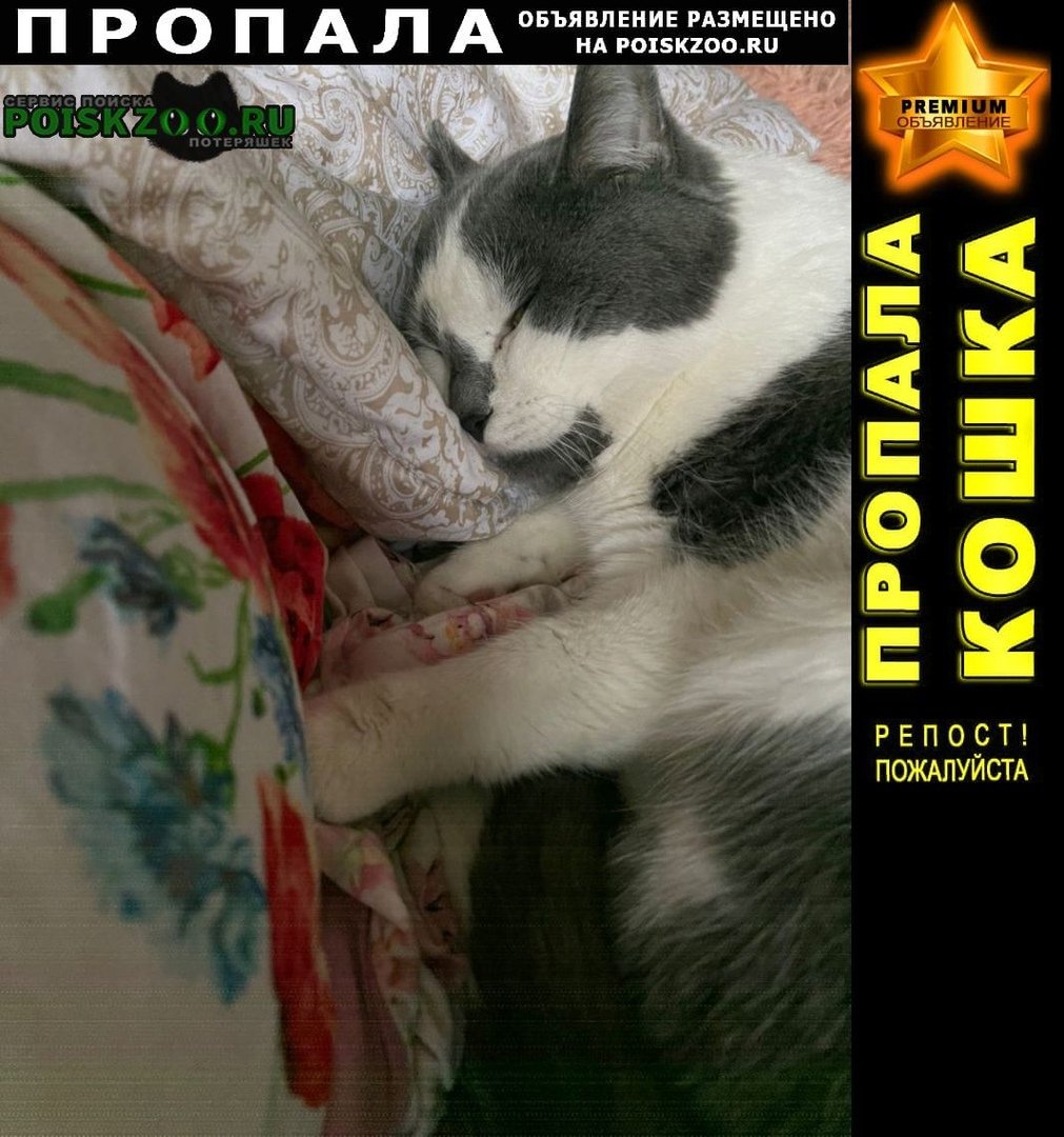 Кот в пеленке