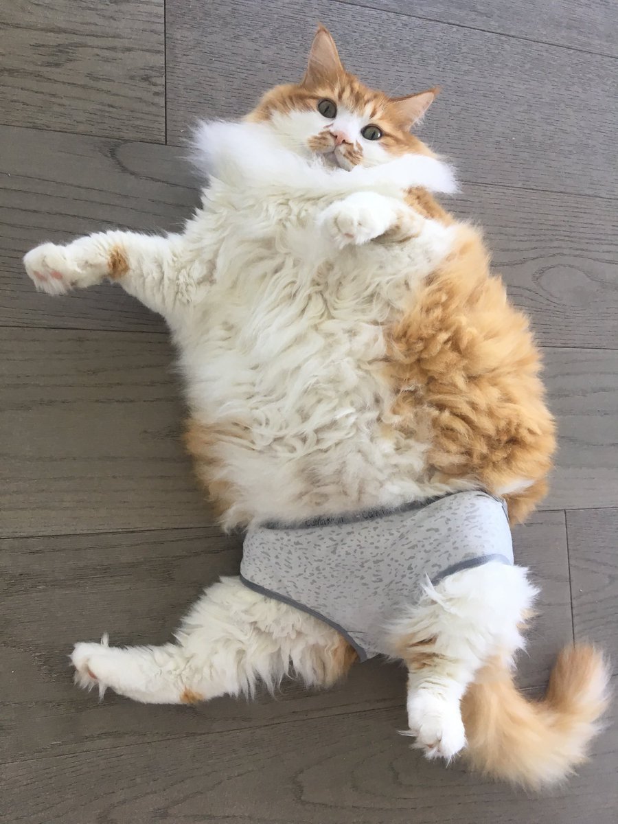 Идеи для постов с кошками