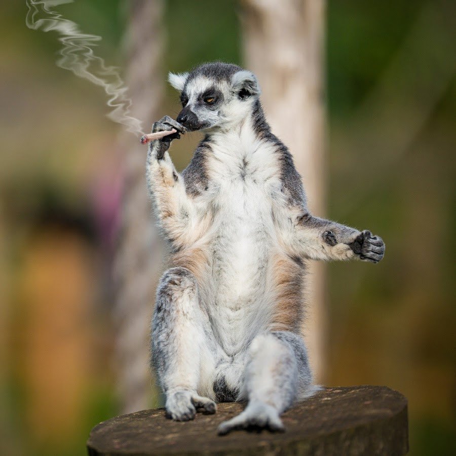 Тонкий Лори цейлонский