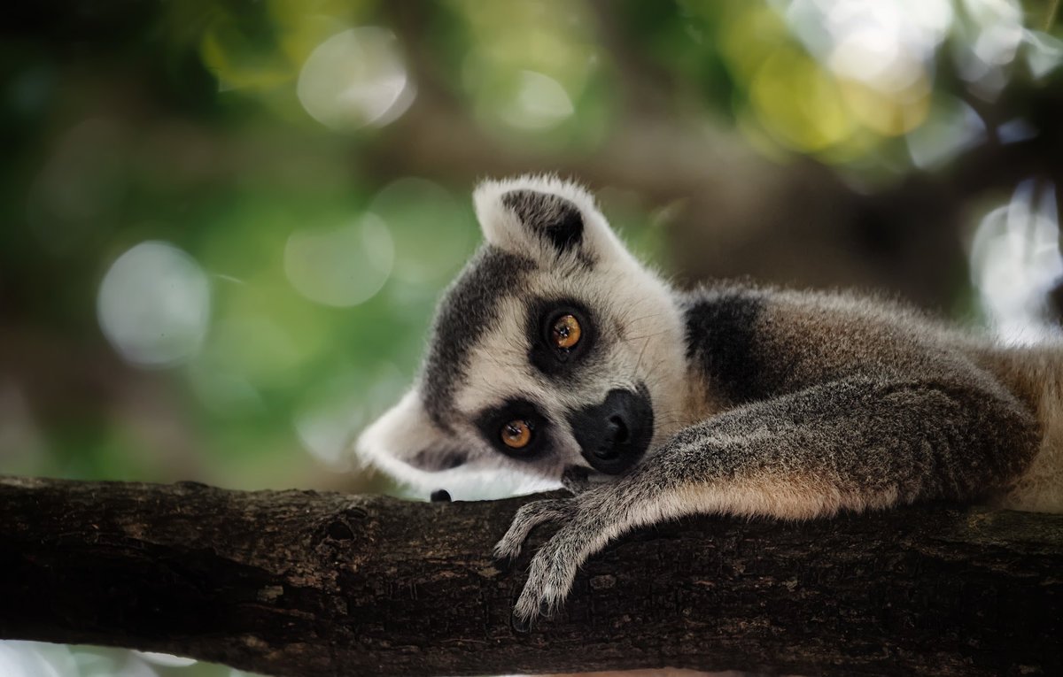 Мадагаскарский лемур