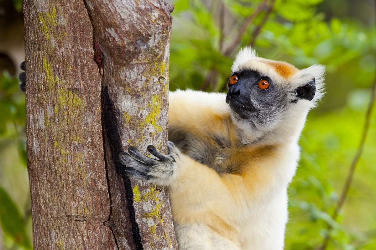 Зверек похожий на ленивца