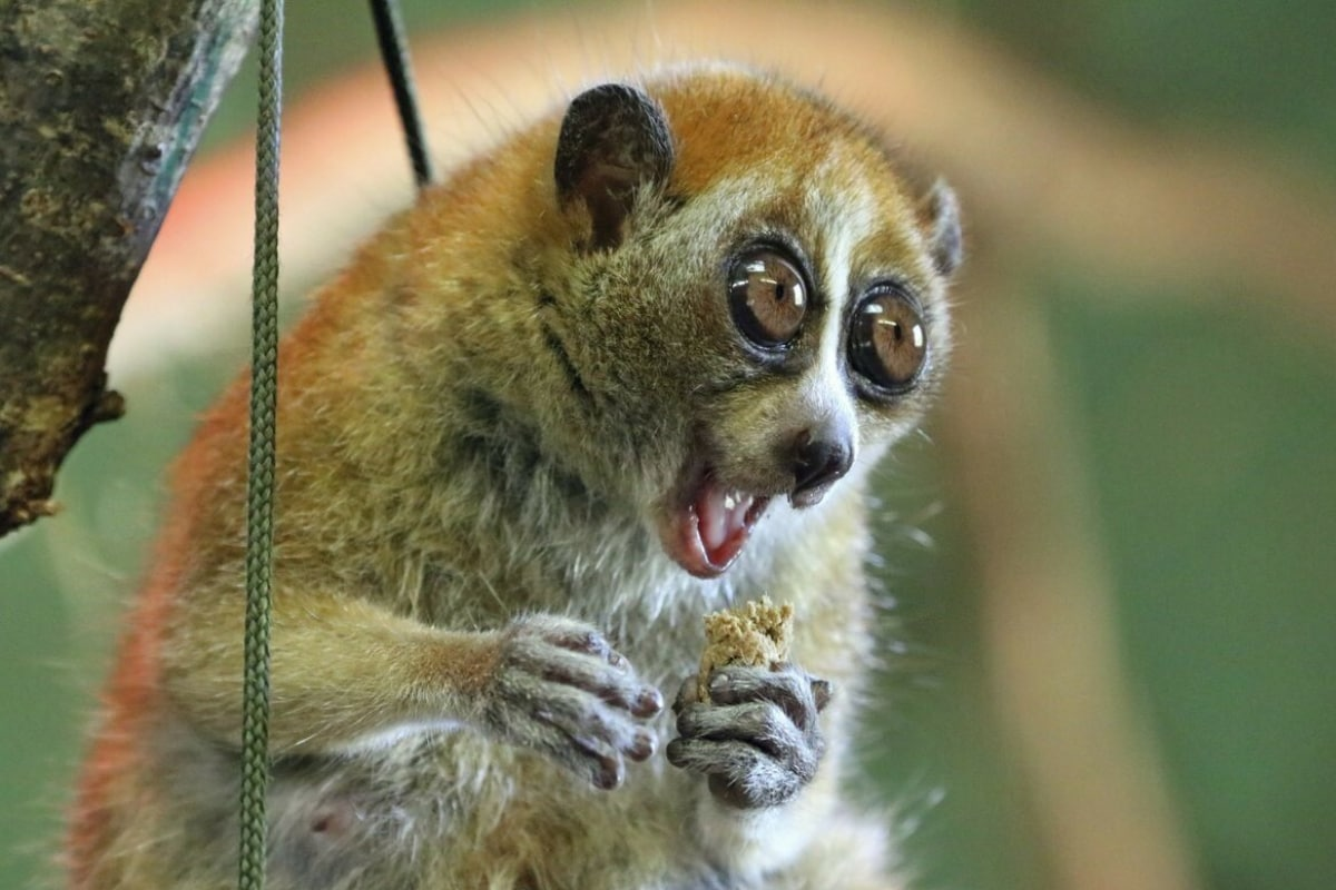 Мадагаскарский карликовый лемур