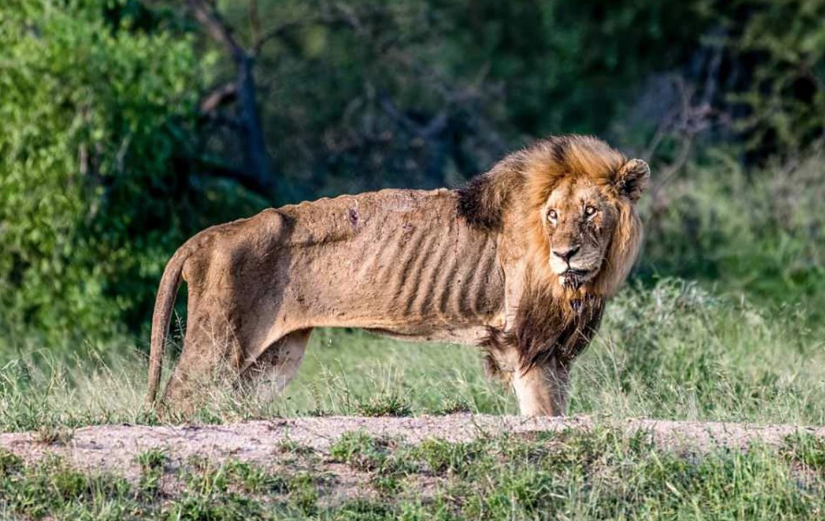 Лев изгнанный из прайда