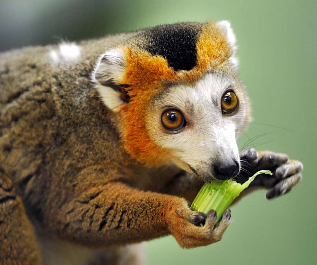 Удивленный лемур