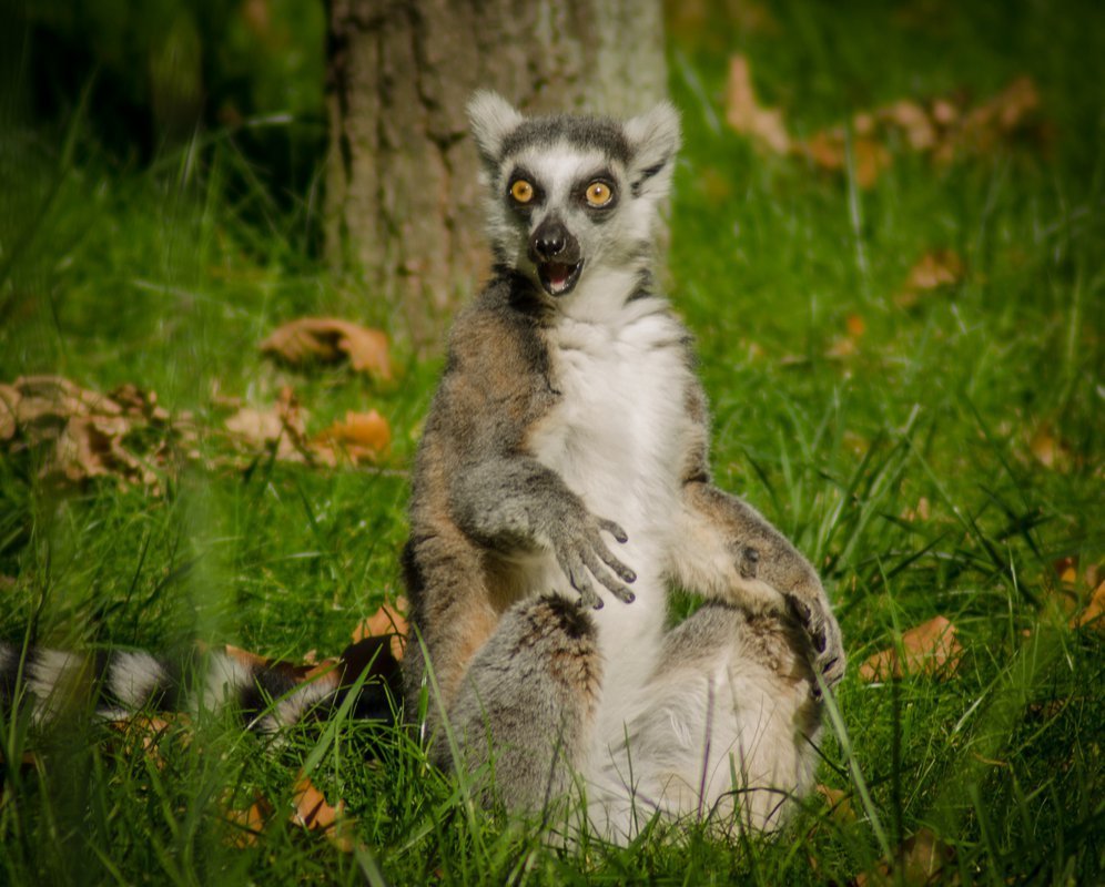 Испуганный лемур