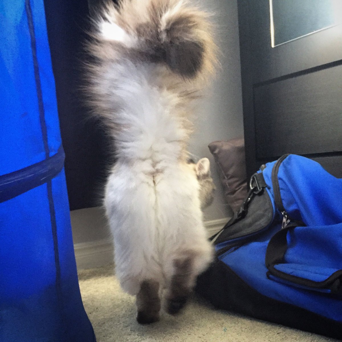 Стрижка кошек