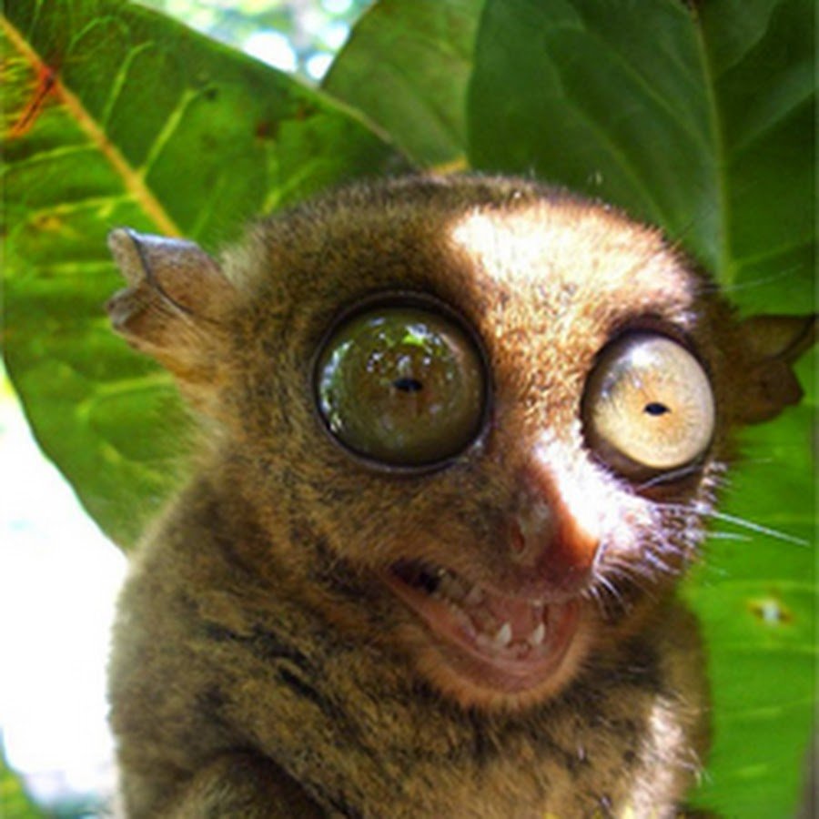 Обезьяна долгопят