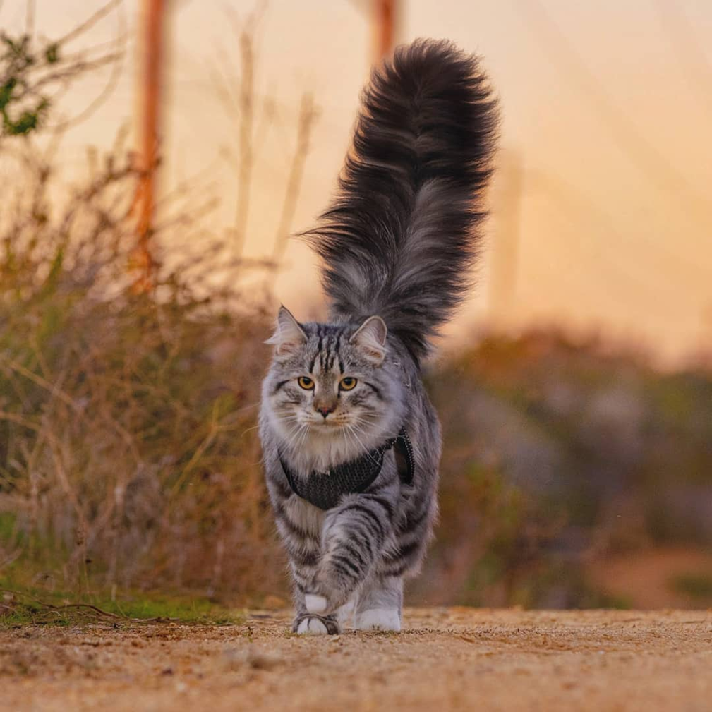 Кот Лотос Мейн кун