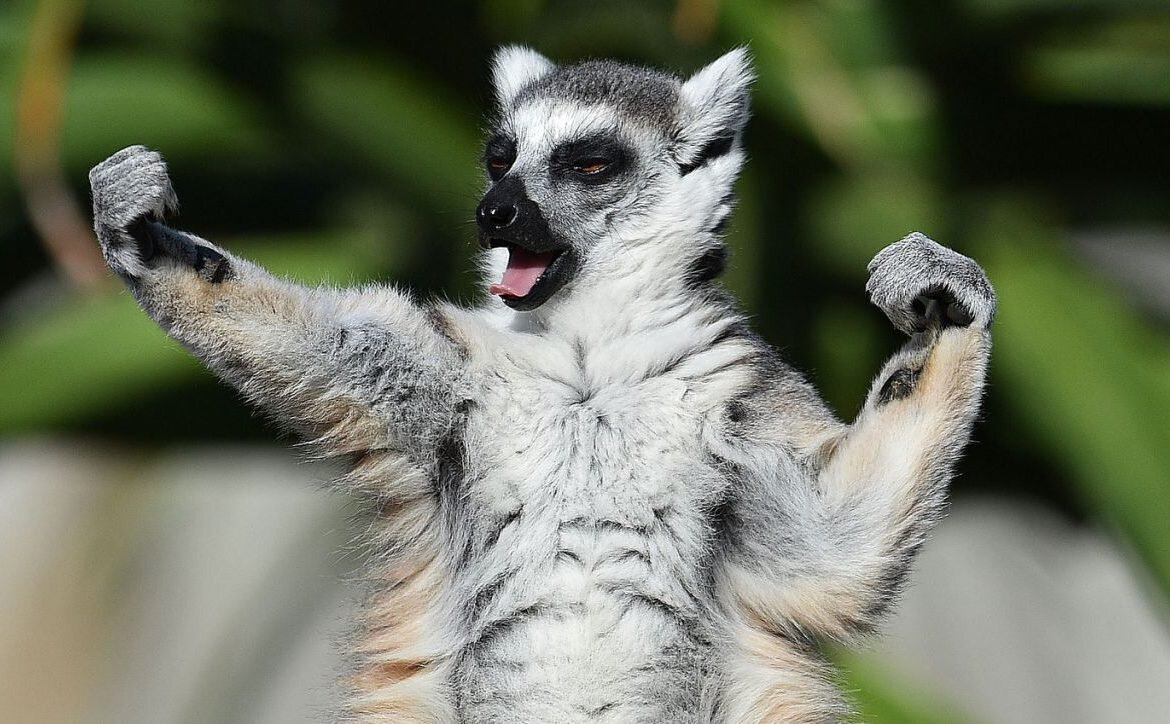 Смешные лемуры