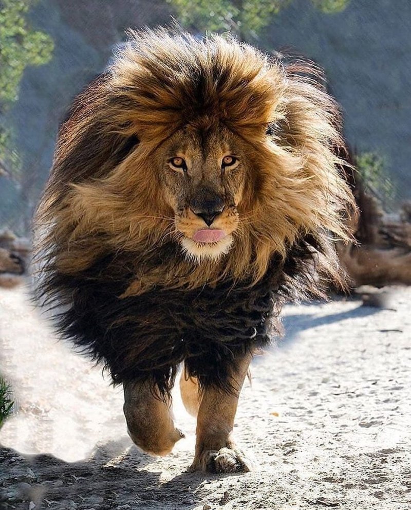 Берберийский Лев