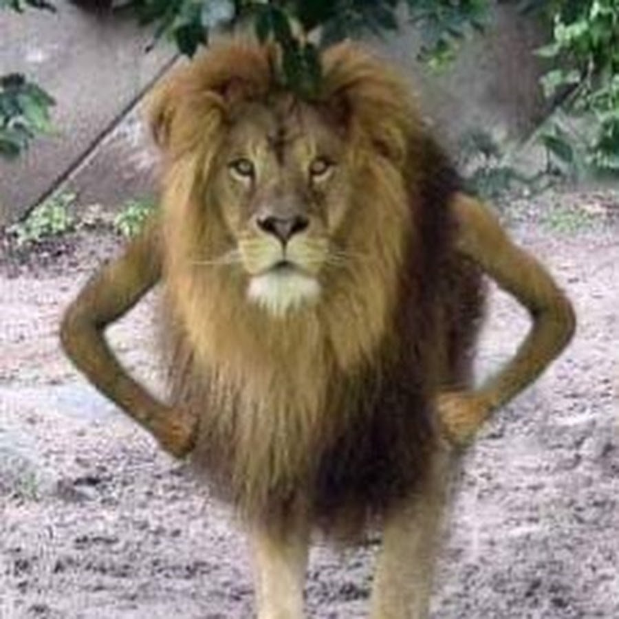 Лев лежит на лапах