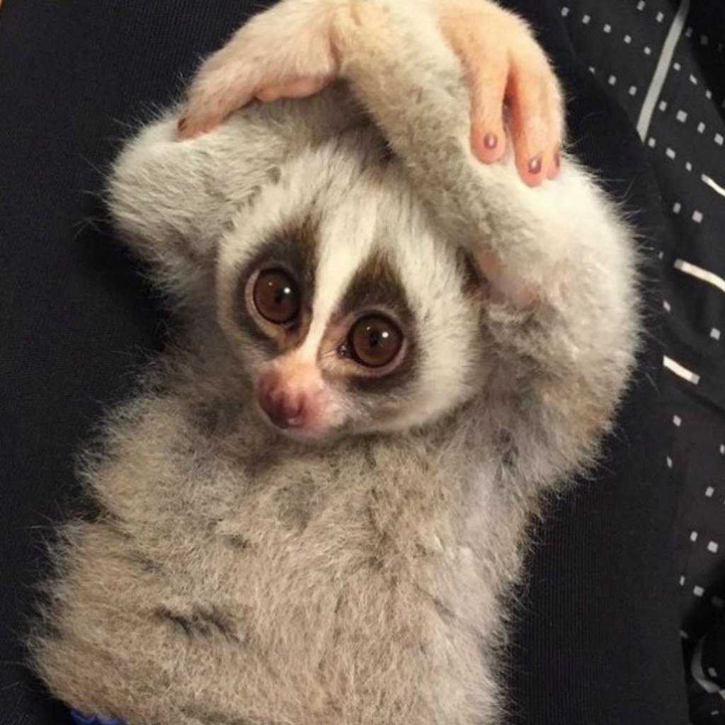 Карликовый лемур Лори