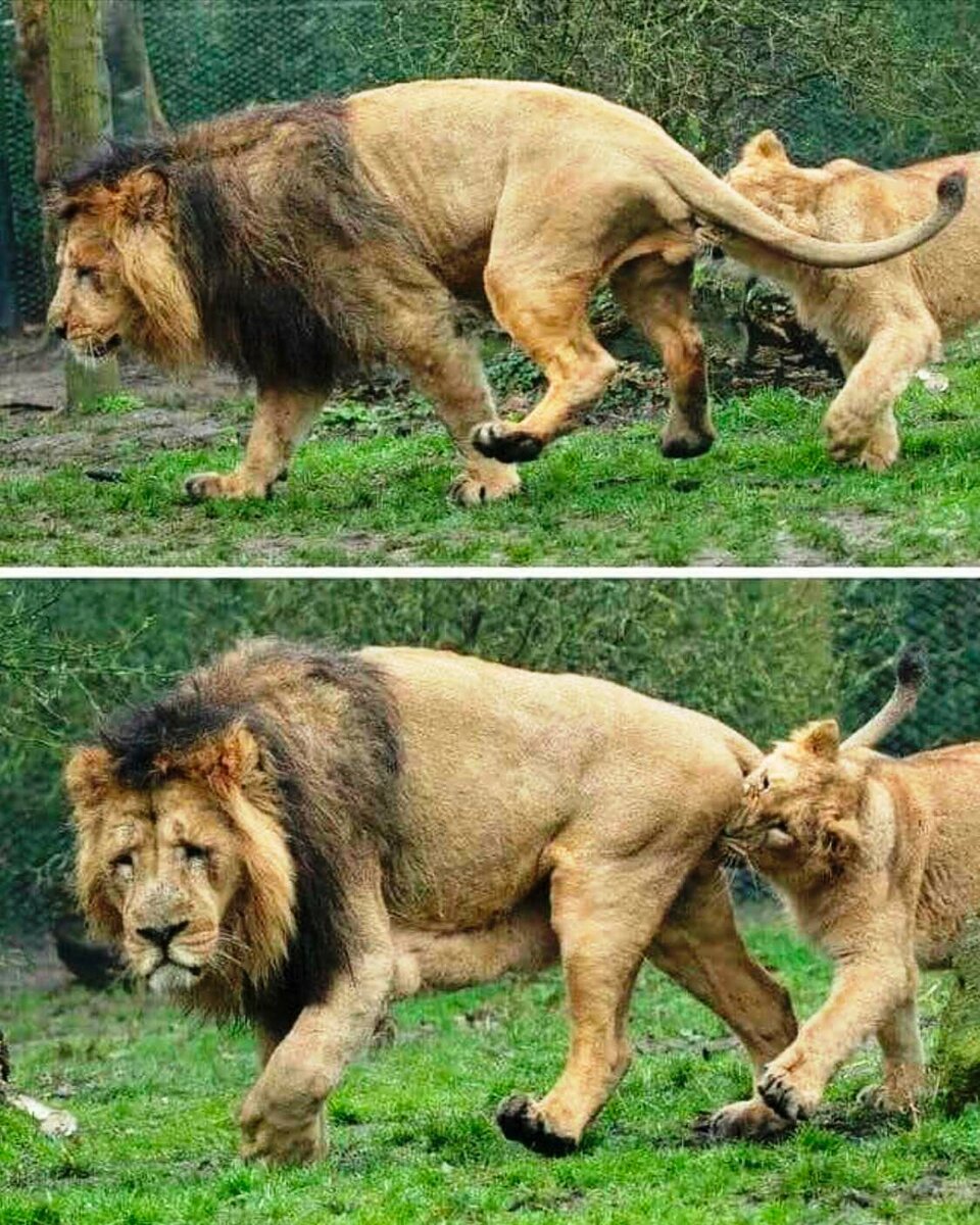 Львенок в машине